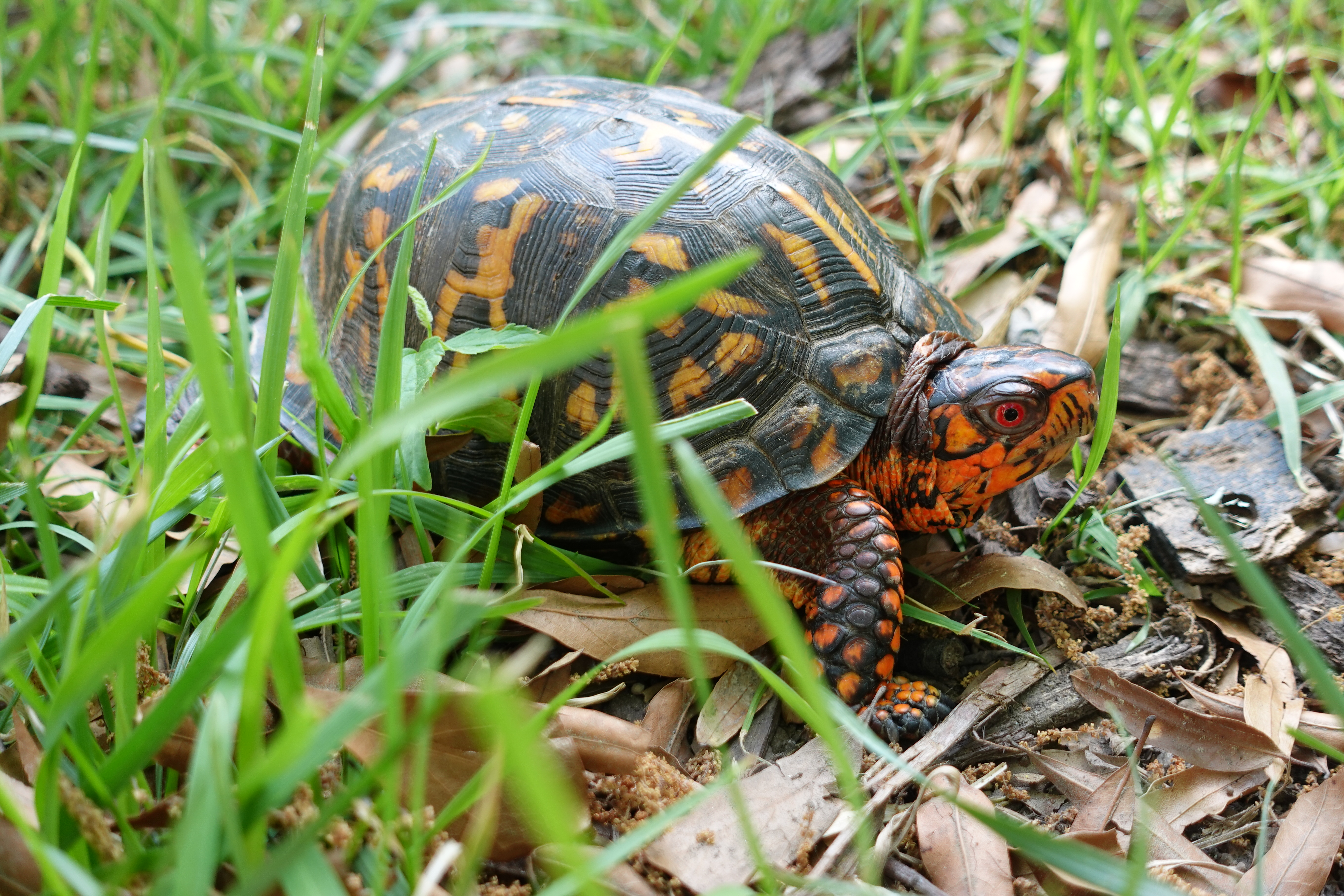 Eastern box turtle in grass