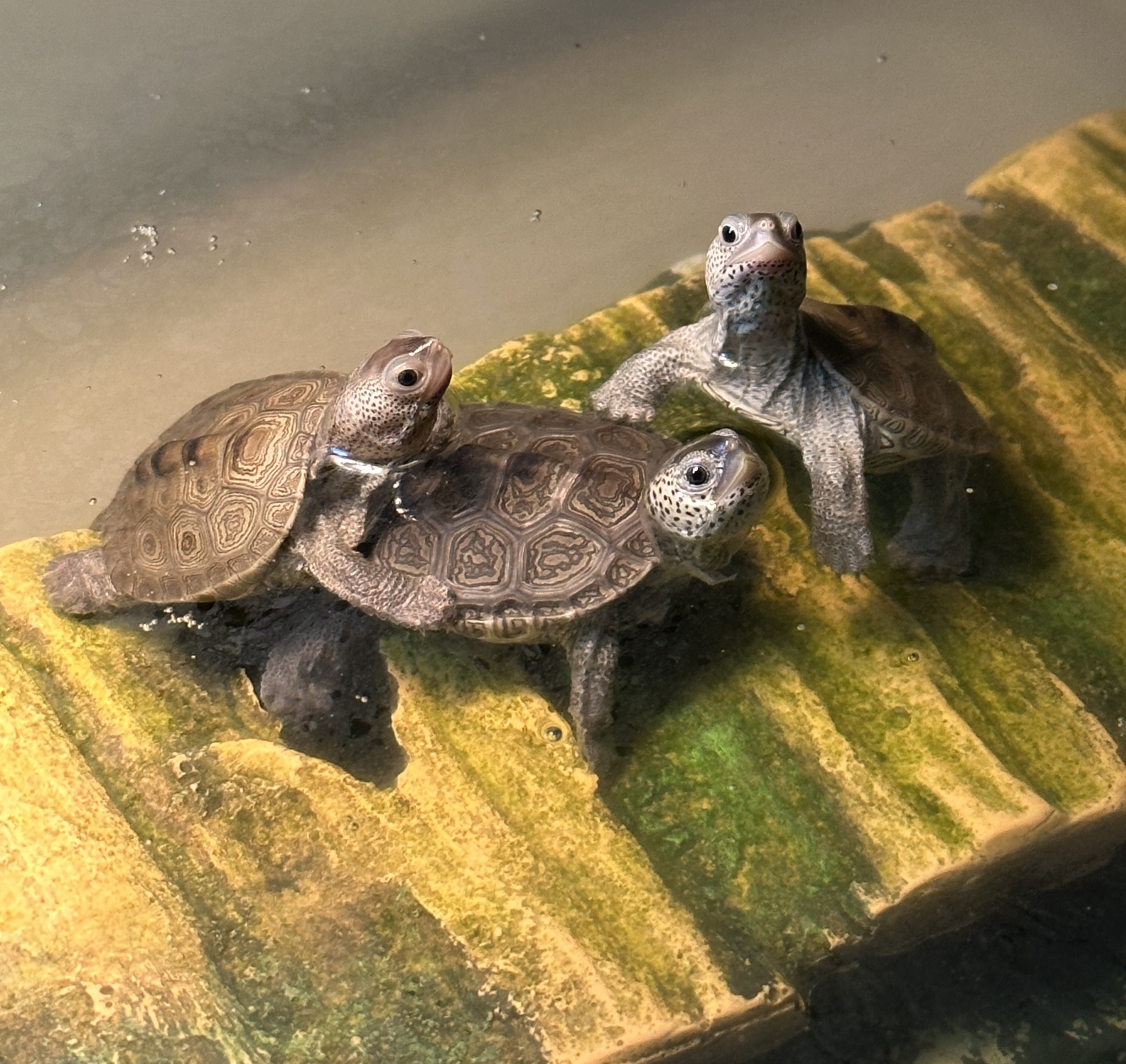 Diamondback terrapin hatchling