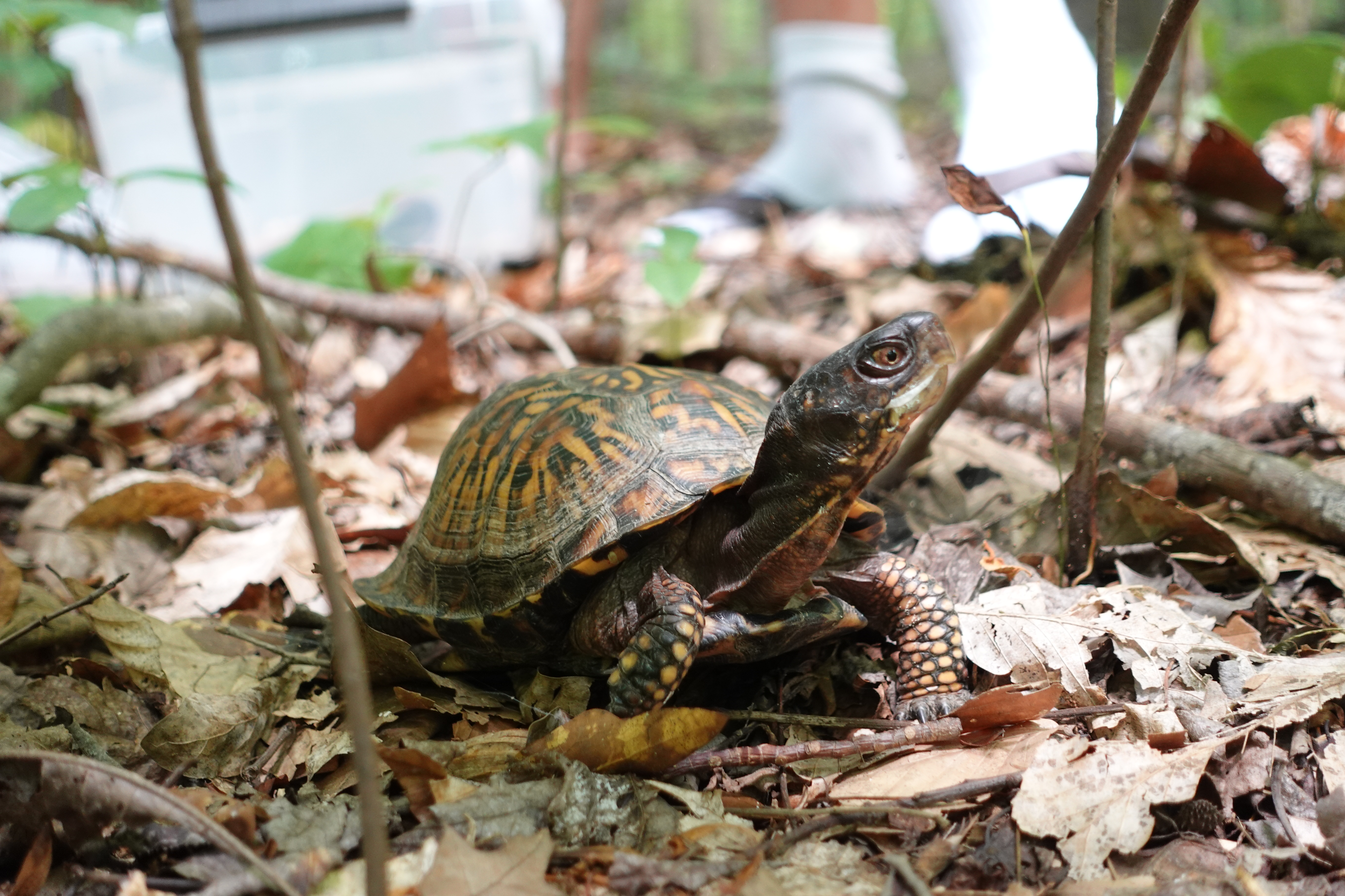 Eastern box turtle in natural habitat