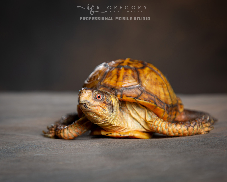 Peanut the Eastern Box Turtle