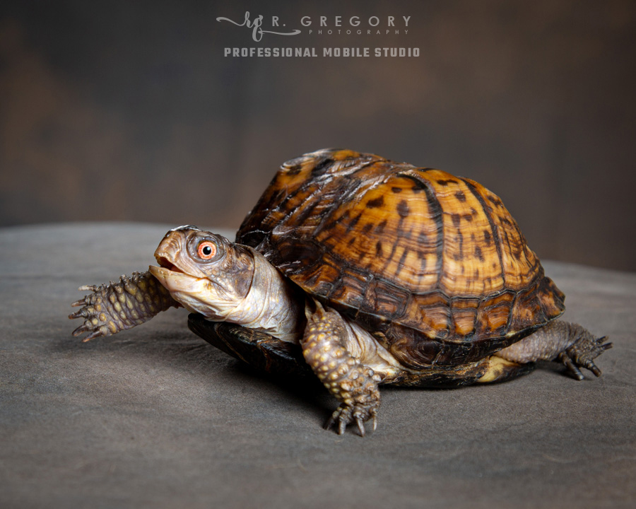 Susie the Eastern Box Turtle
