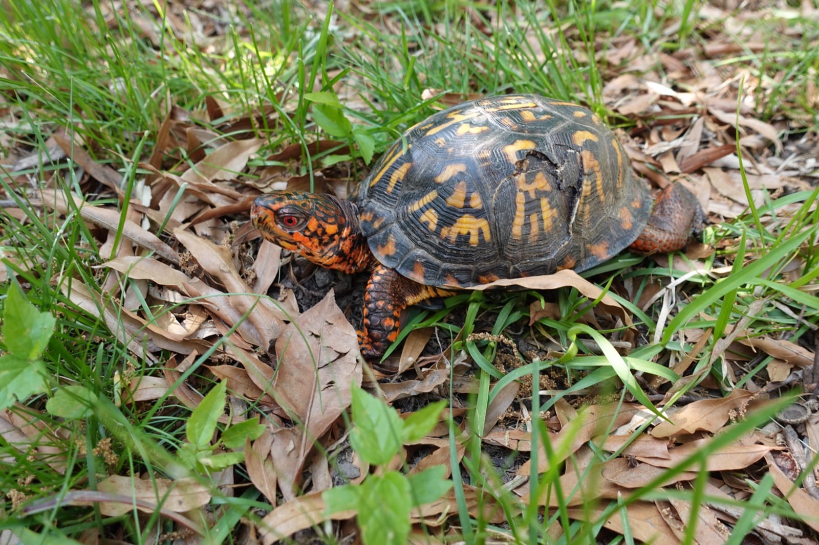 An eastern box turtle with a healed crack down one side of its shell, walking through leaf litter after release.