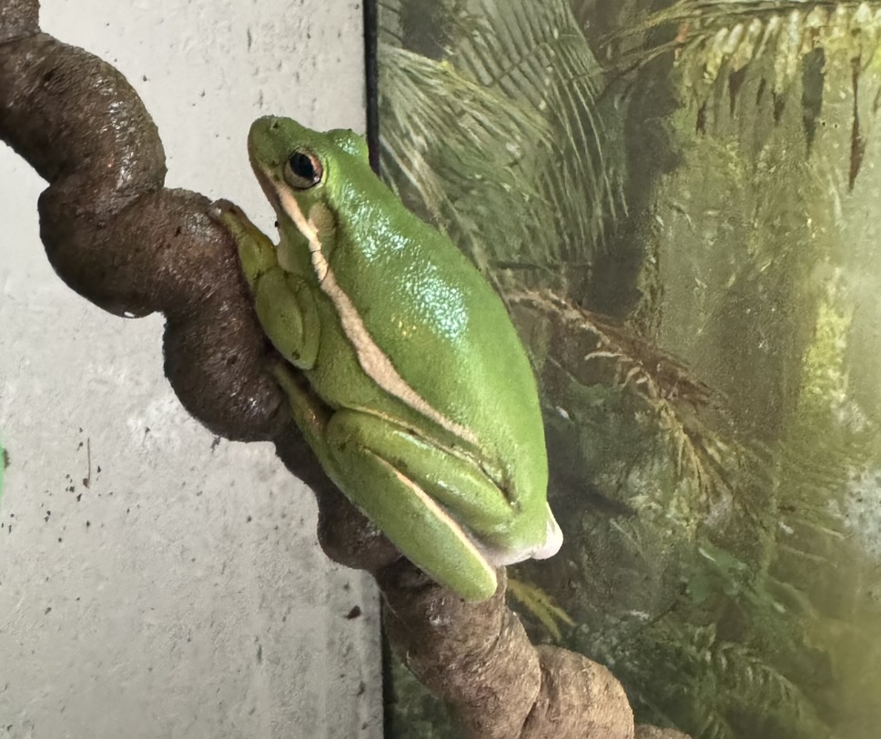 Native Reptiles & Amphibians